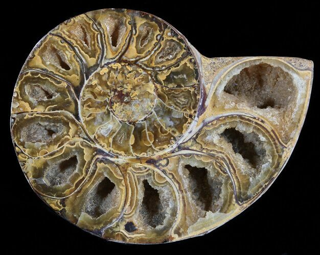 Sliced, Agatized Ammonite Fossil (Half) - Jurassic #54027